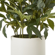 Large White Peony Plant In Pot - Thumb 4