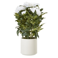 Large White Peony Plant In Pot - Thumb 1