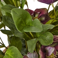 Deep Plum Hellebore Plant In Taupe Pot - Thumb 3