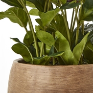 Deep Plum Hellebore Plant In Taupe Pot - Thumb 4