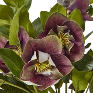 Deep Plum Hellebore Plant In Taupe Pot - Thumb 5