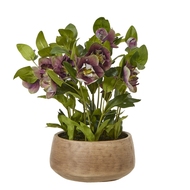Deep Plum Hellebore Plant In Taupe Pot - Thumb 1