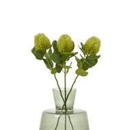 Green Banksia Stem - Thumb 3