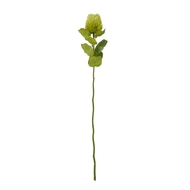 Green Banksia Stem - Thumb 1
