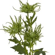 Green Sea Holly Spray - Thumb 2
