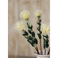 Cream Pincushion Protea Spray - Thumb 5