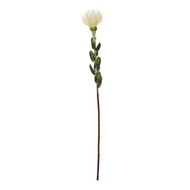 Cream Pincushion Protea Spray - Thumb 1