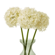 Cream Giant Allium Stem - Thumb 3