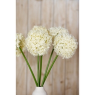 Cream Giant Allium Stem - Thumb 5