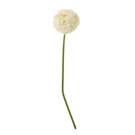 Cream Giant Allium Stem - Thumb 1