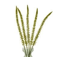 Green Eremurus Stem - Thumb 3