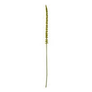Green Eremurus Stem - Thumb 1