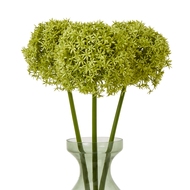 Green Giant Allium Stem - Thumb 3