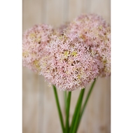 Lilac Medium Allium Stem - Thumb 5
