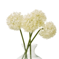 Cream Medium Allium Stem - Thumb 3