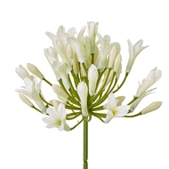 Cream Agapanthus Spray - Thumb 2