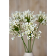 Cream Agapanthus Spray - Thumb 5