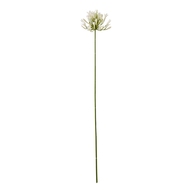 Cream Agapanthus Spray - Thumb 1