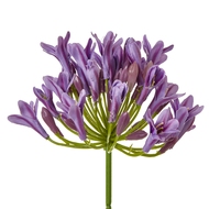 Lilac Agapanthus Spray - Thumb 2