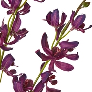 Purple Cymbidium Spray - Thumb 2