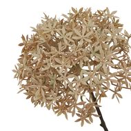 Coffee Allium - Thumb 2