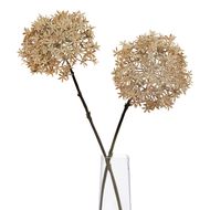 Coffee Allium - Thumb 3