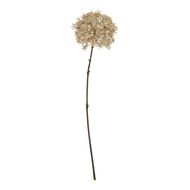 Coffee Allium - Thumb 1