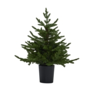 Green Forest Fir Pre-Lit Led 300L Christmas Tree In Pot - Thumb 1