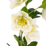 White Hellebore Stem - Thumb 3