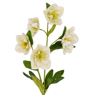 White Hellebore Stem - Thumb 1