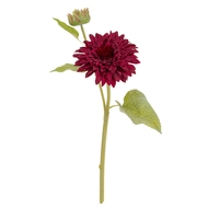 Dahlia Burgundy Raven Stem - Thumb 2