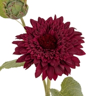 Dahlia Burgundy Raven Stem - Thumb 3