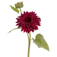Dahlia Burgundy Raven Stem - Thumb 1