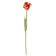 Flame Orange Parrot Tulip - Thumb 2