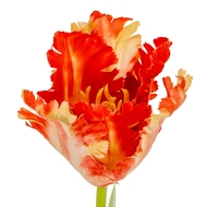Flame Orange Parrot Tulip - Thumb 3