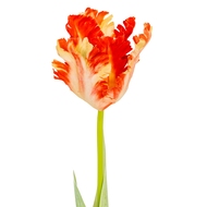 Flame Orange Parrot Tulip - Thumb 1