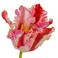 Multi Pink Parrot Tulip - Thumb 3