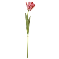 Multi Pink Parrot Tulip - Thumb 4