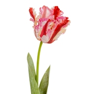 Multi Pink Parrot Tulip - Thumb 1