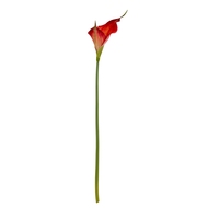 Fireball Calla Lily - Thumb 2