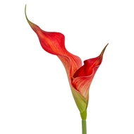 Fireball Calla Lily - Thumb 1