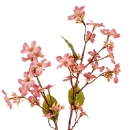 Pink Vernicia Fordii Spray - Thumb 1
