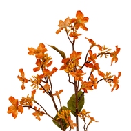 Orange Vernicia Fordii Spray - Thumb 1