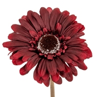 Burgundy Gerbera Stem - Thumb 1