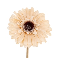 Cream Gerbera Stem - Thumb 1