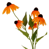Orange Echinacea Spray - Thumb 1
