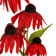 Red Echinacea Spray - Thumb 3