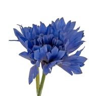 Blue Cornflower Stem - Thumb 1