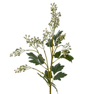 Milk Thistle Bud Spray - Thumb 4