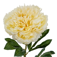 Large Buttermilk Double Peony Stem - Thumb 3